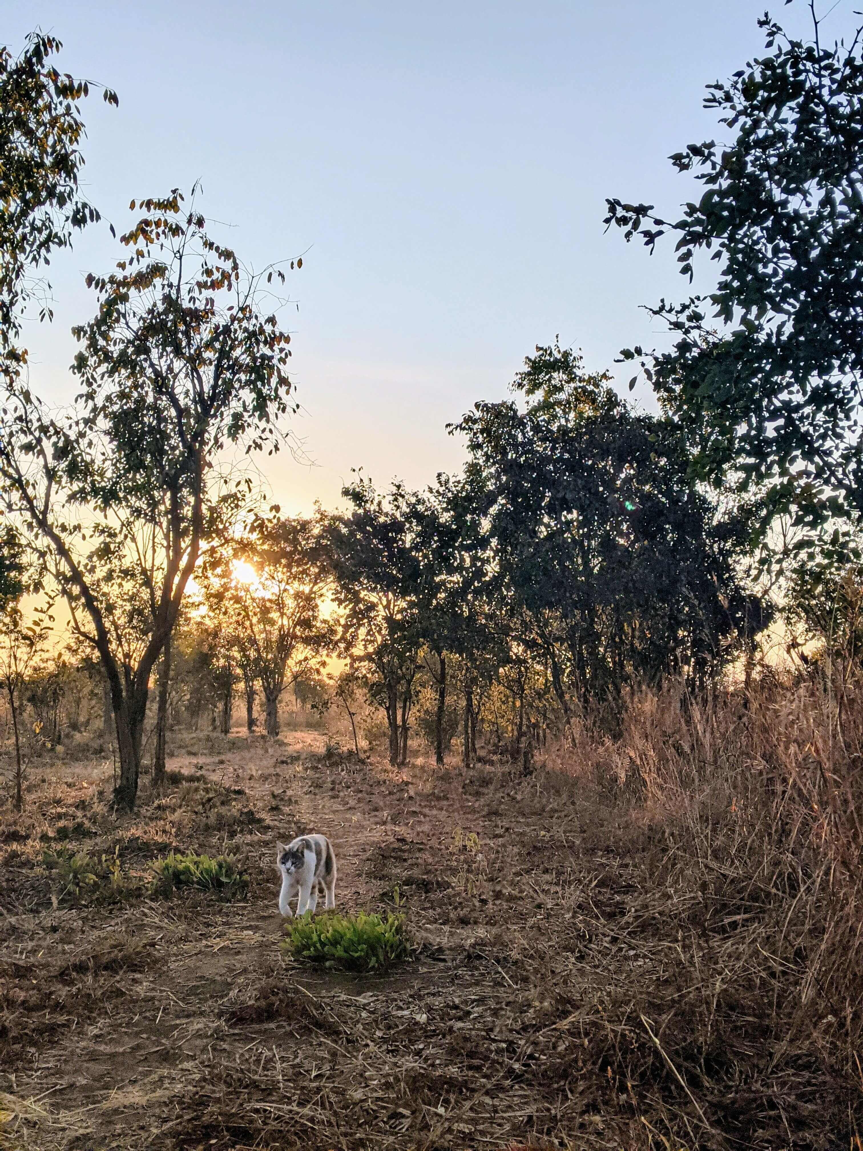 walking trail through savannah woodland