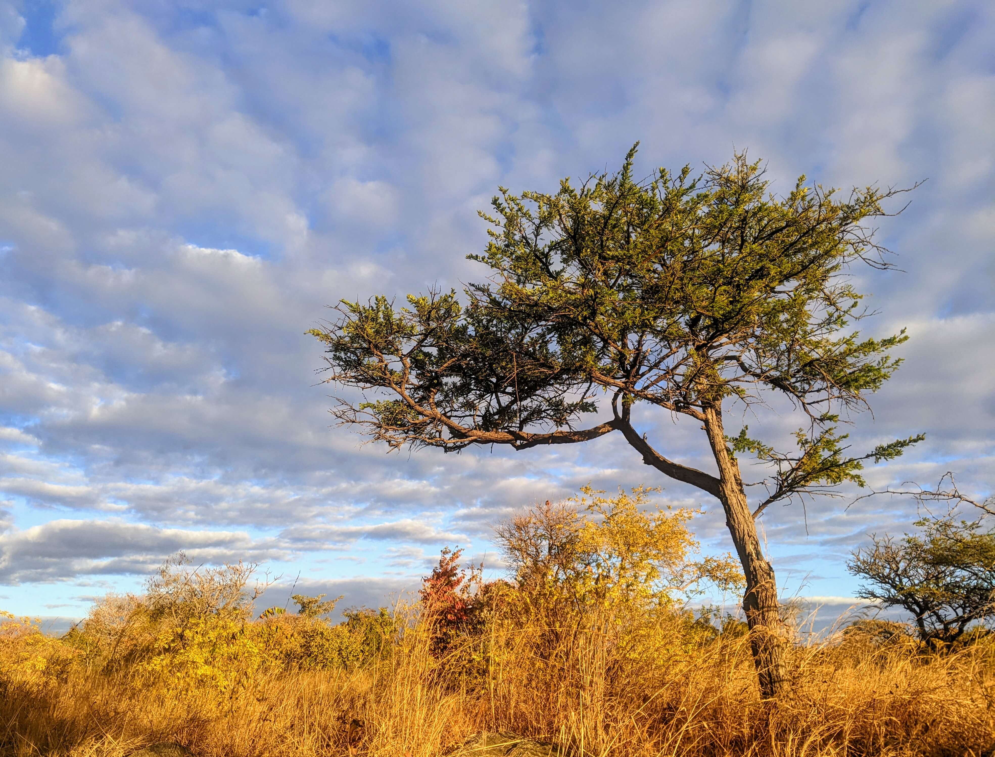 bubu ranch bushland