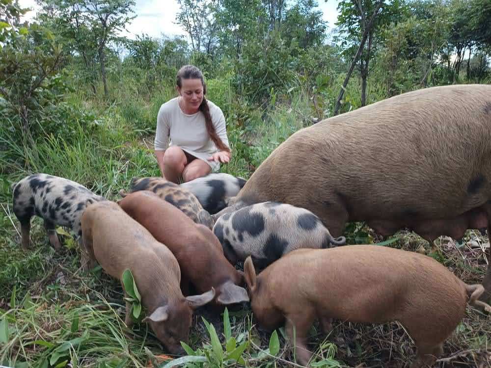 happy hogs at bubu ranch